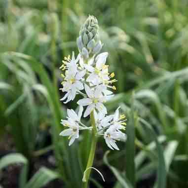 Woodland Wildflowers Native Garden Kit - Shade  Natural Communities LLC