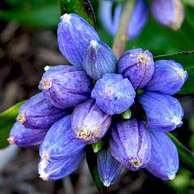 Gentiana andrewsii (Bottle Gentain)  Natural Communities LLC
