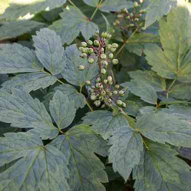 Actaea rubra (Red Baneberry) Natural Communities LLC