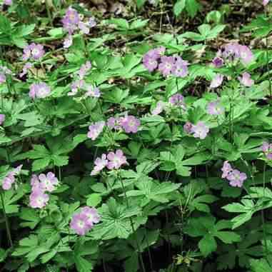 Woodland Wildflowers Native Garden Kit - Shade  Natural Communities LLC