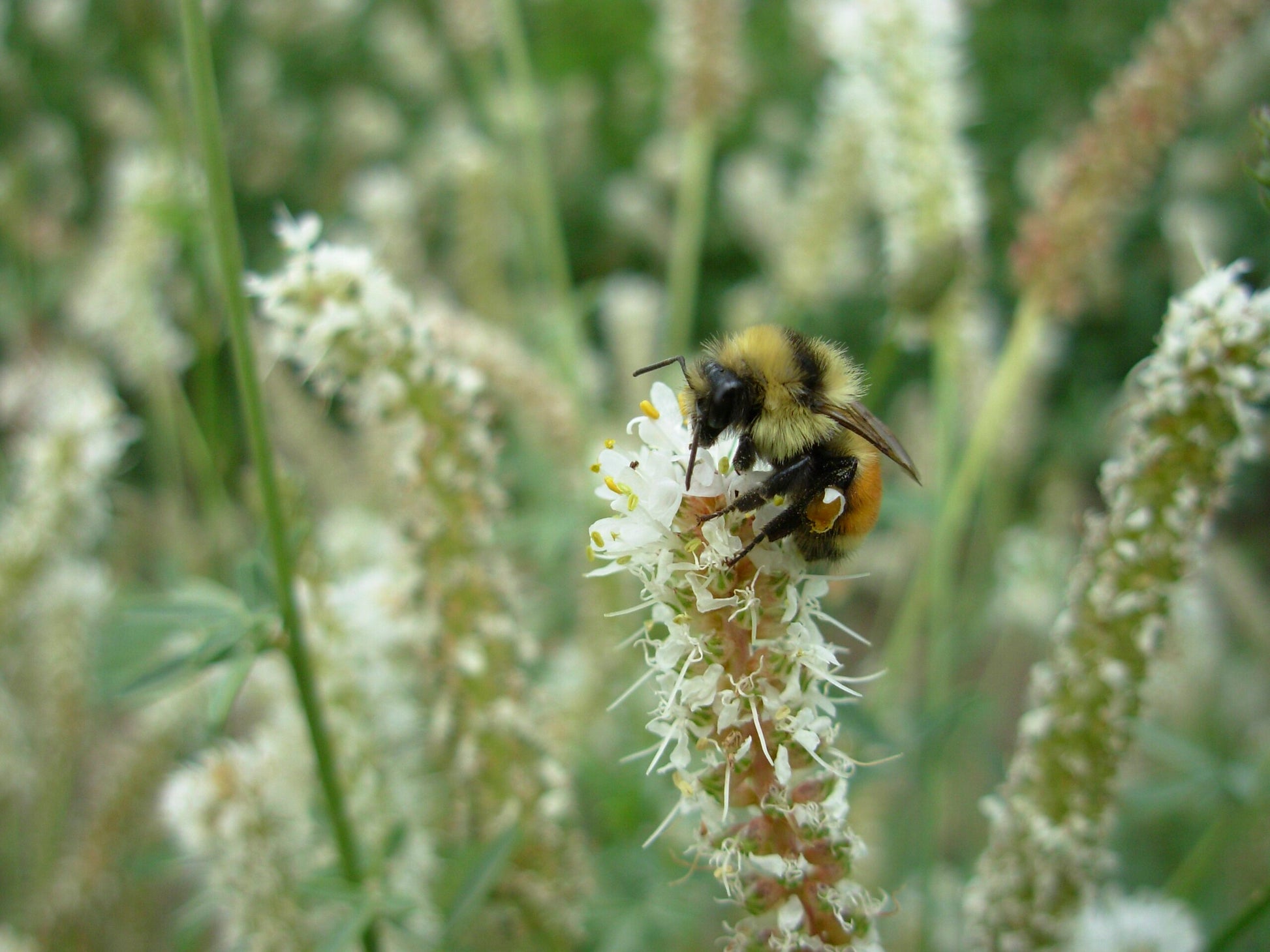 A beautiful picture of White Prairie Clover (Dalea candida), a long-lived native legume with a deep taproot, featuring elegant white flower spikes that provide a valuable nectar source for a variety of native bees and butterflies.