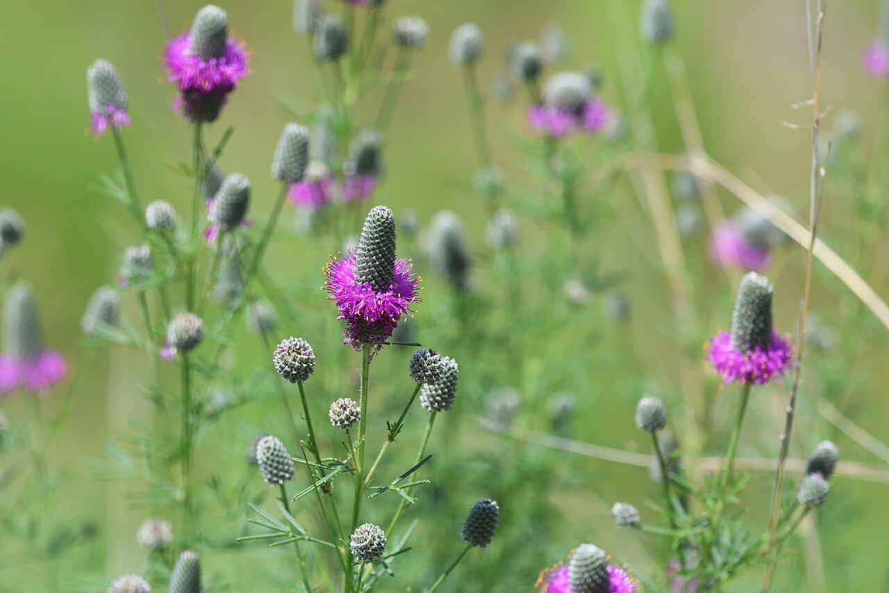 A beautiful picture of Purple Prairie Clover (Dalea purpurea), a native legume with a deep taproot, featuring vibrant purple flower spikes that serve as a valuable nectar source for bees and butterflies.