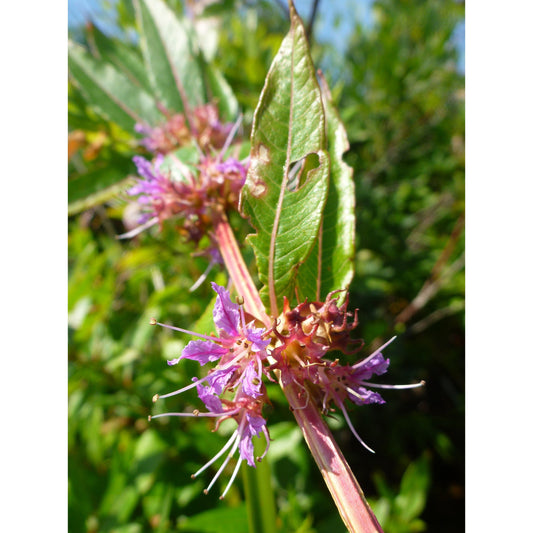Decodon verticillatus (Swamp Loosestrife)
