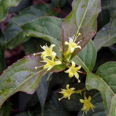 Diervilla lonicera (Dwarf Bush-honeysuckle) Natural Communities LLC