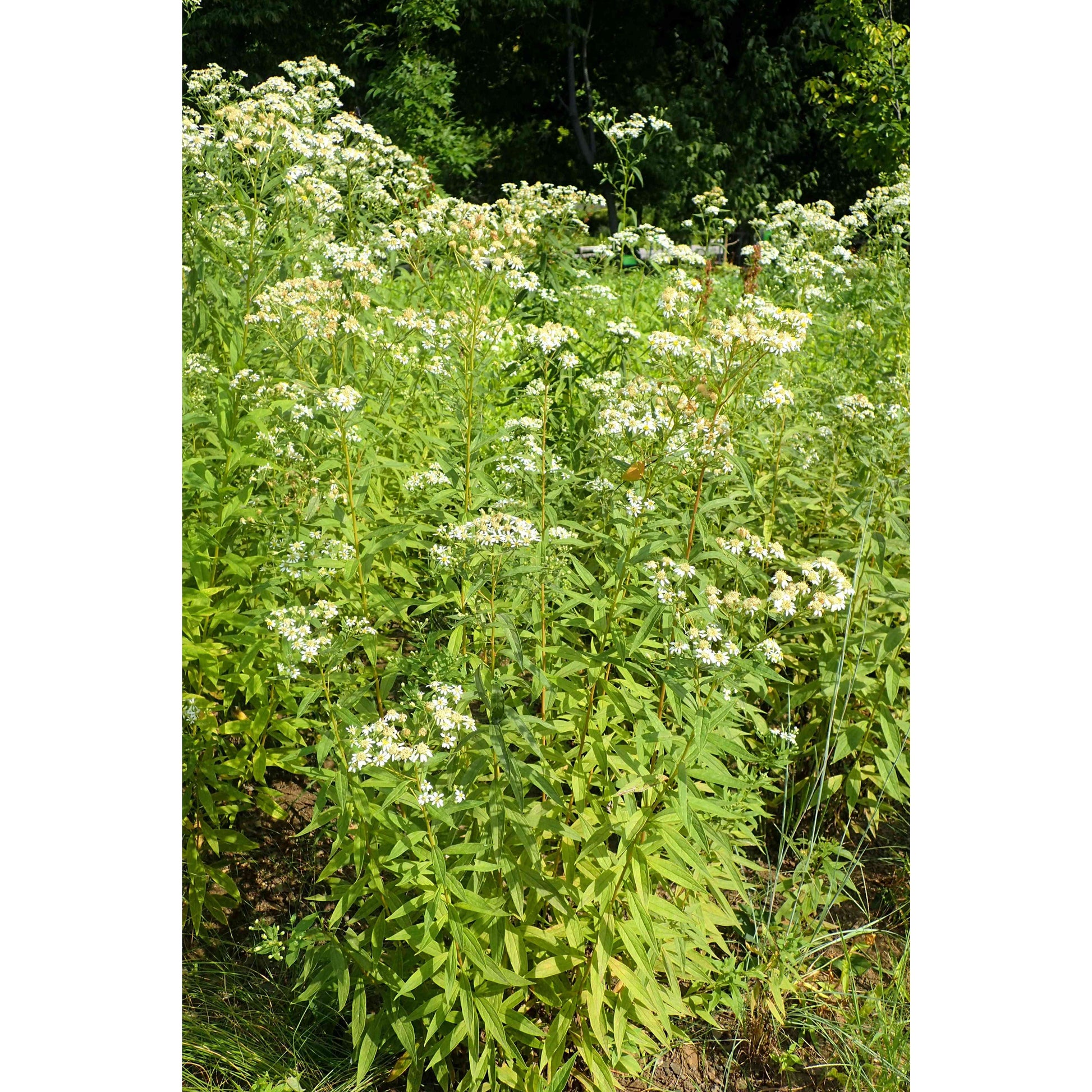 Doellingeria umbellata / Aster umbellatus (Flat-topped Aster)  Natural Communities LLC