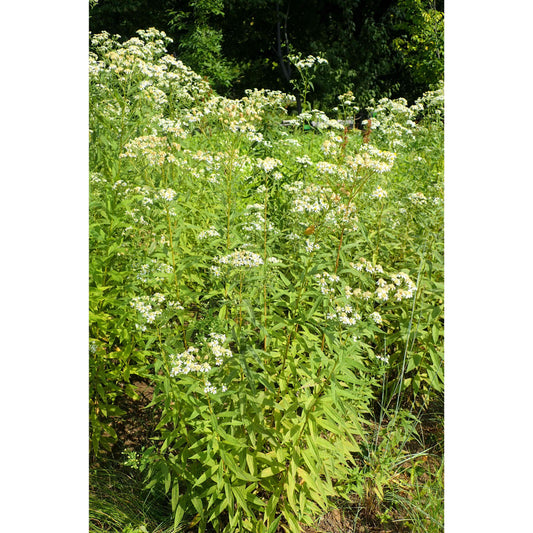 Doellingeria umbellata / Aster umbellatus (Flat-topped Aster)  Natural Communities LLC