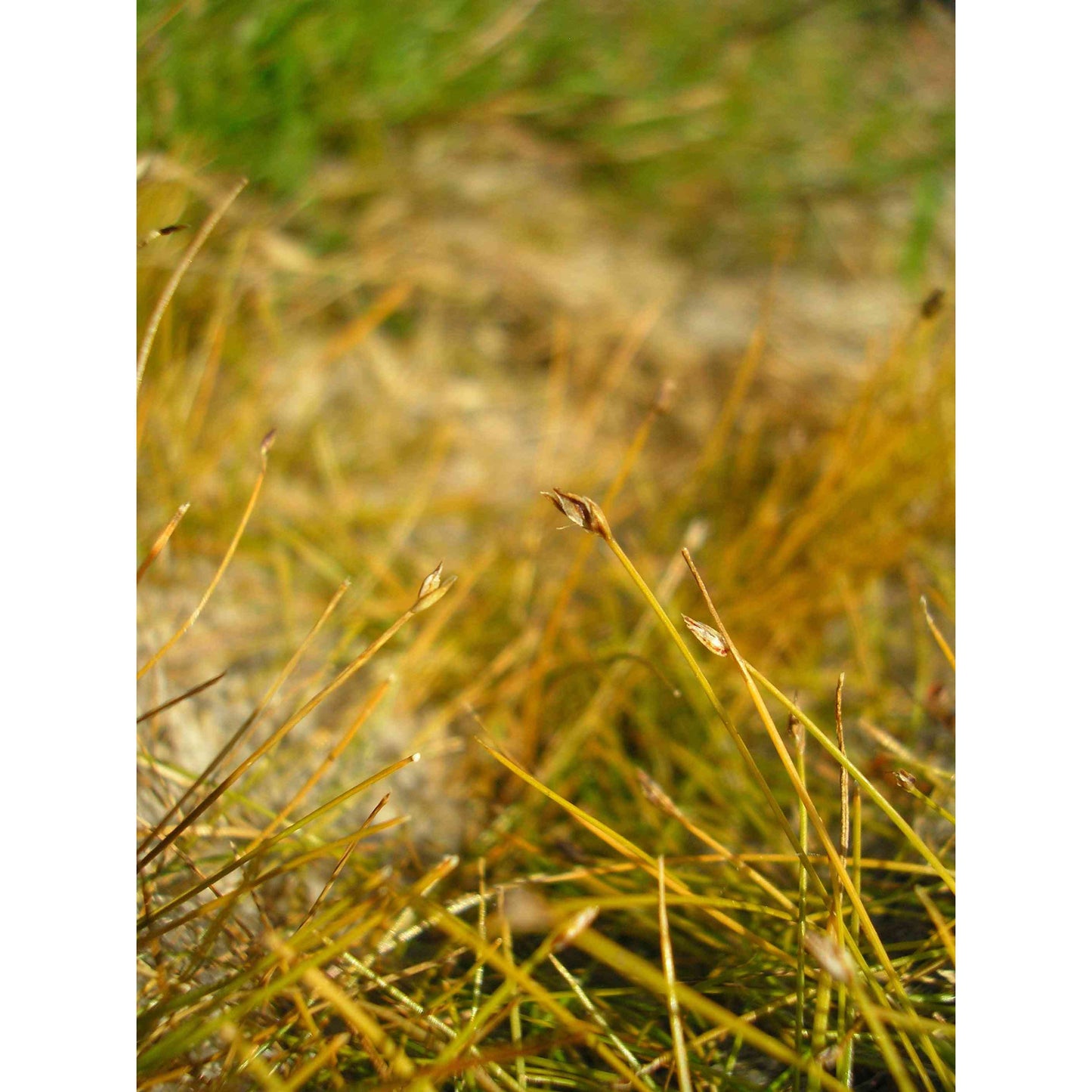 Eleocharis acicularis (Needle Spikerush) Natural Communities LLC