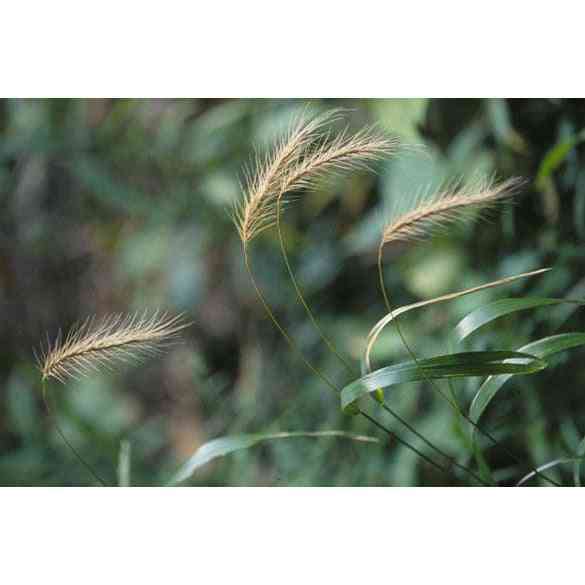 Elymus villosus (Silky Wild Rye) Natural Communities LLC