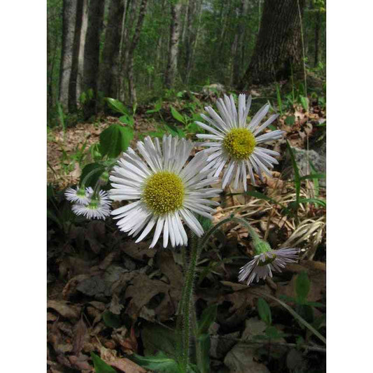 Erigeron pulchellus (Robin's Plantain)  Natural Communities LLC
