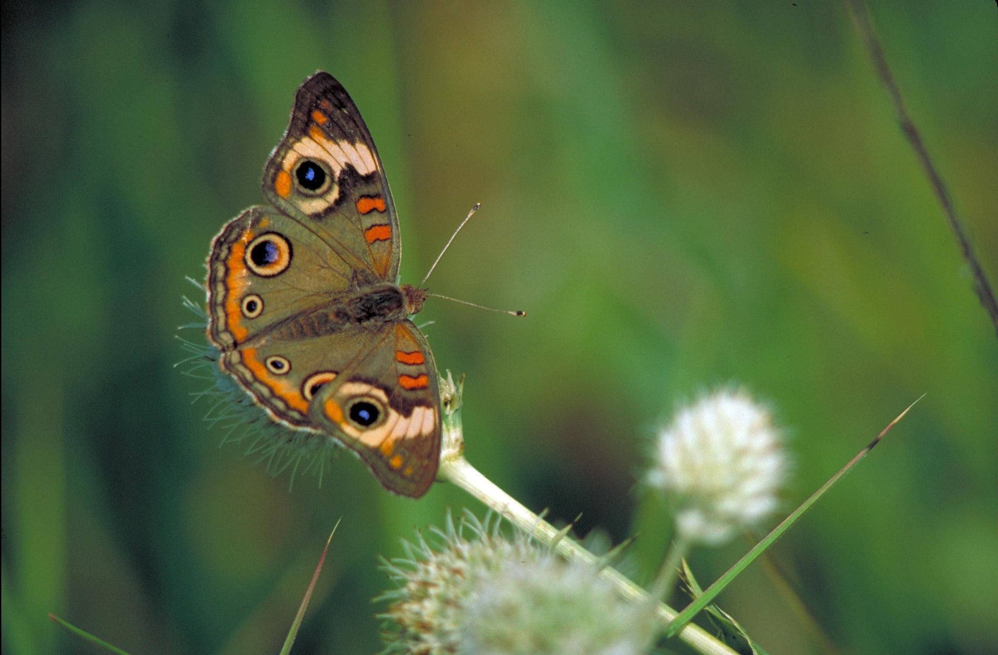 A beautiful picture of a common buckeye butterfly, a valuable pollinator, perched on a Rattlesnake Master (Eryngium yuccifolium) flower head, showcasing the intricate details of both the butterfly's wings and the plant's unique texture.
