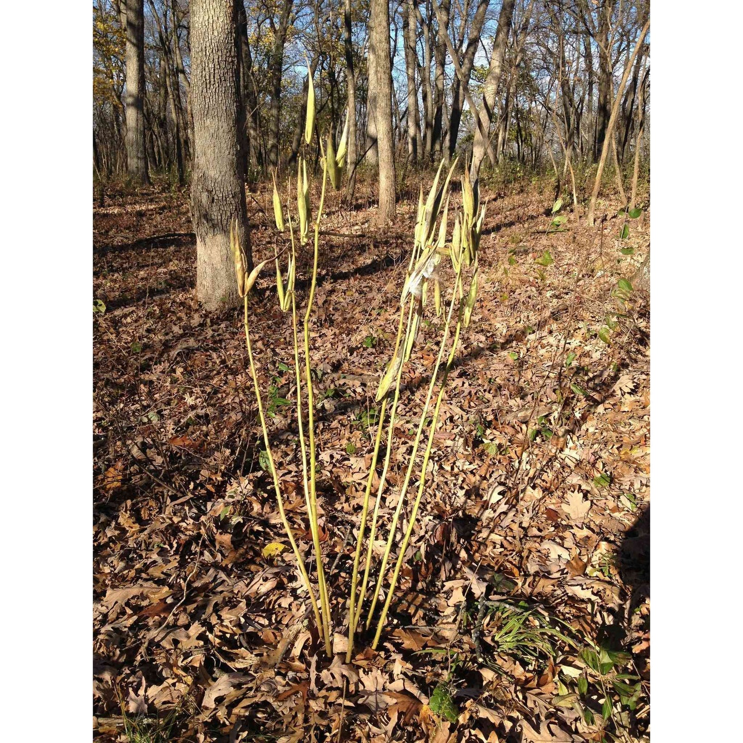 Asclepias exaltata (Poke Milkweed)  Natural Communities LLC