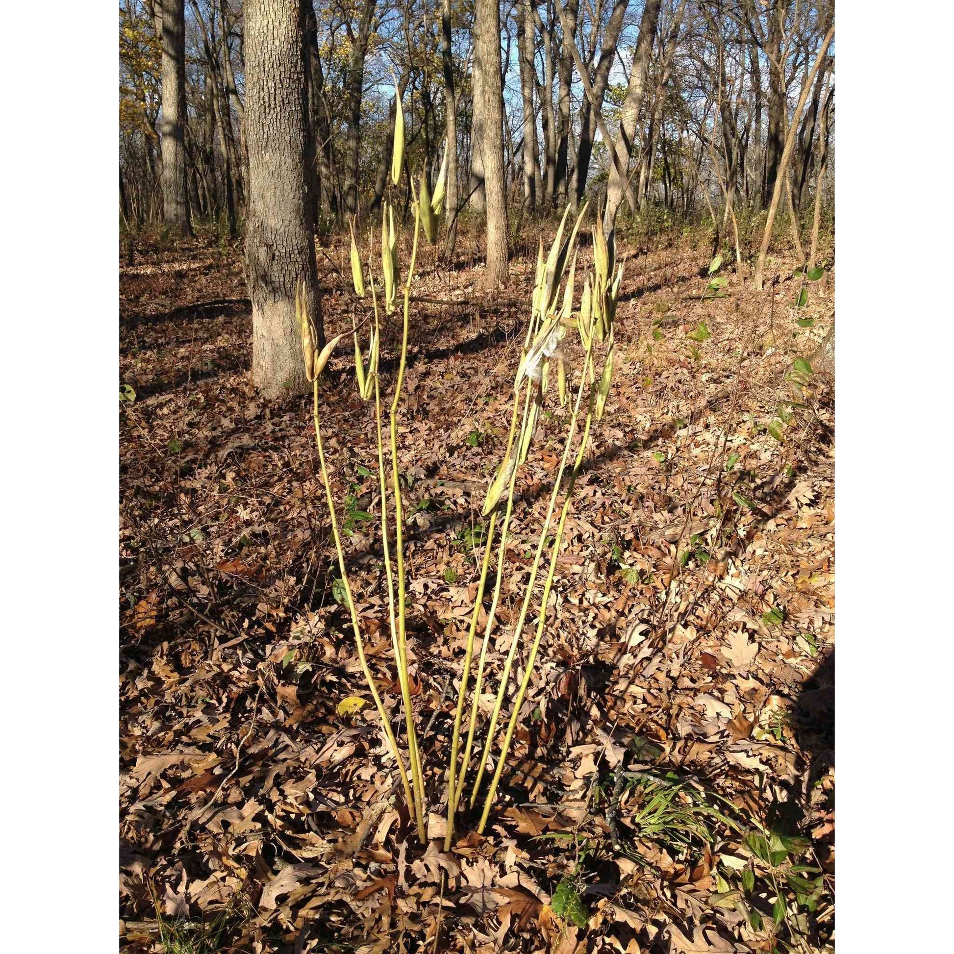 Asclepias exaltata (Poke Milkweed)  Natural Communities LLC