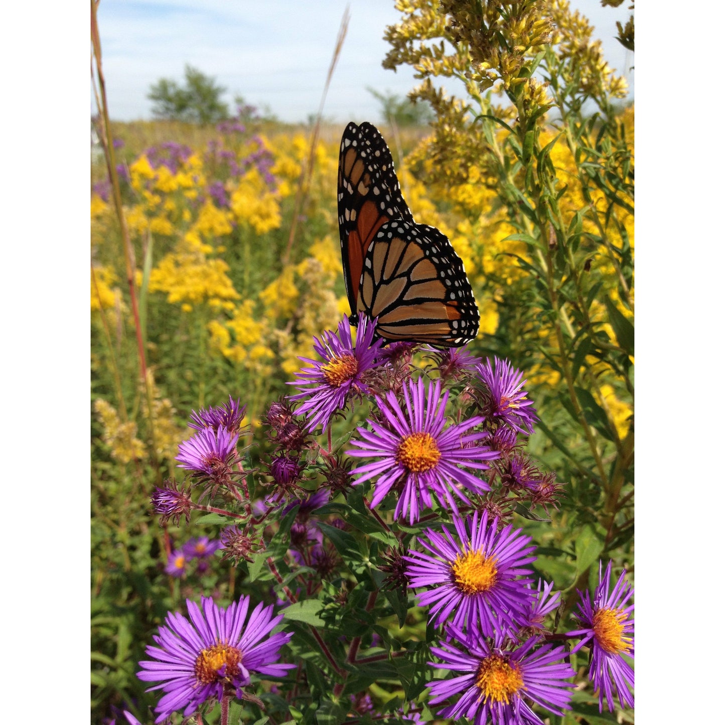 Native wetland restoration seeds for pollinators like the Monarch Butterfly.