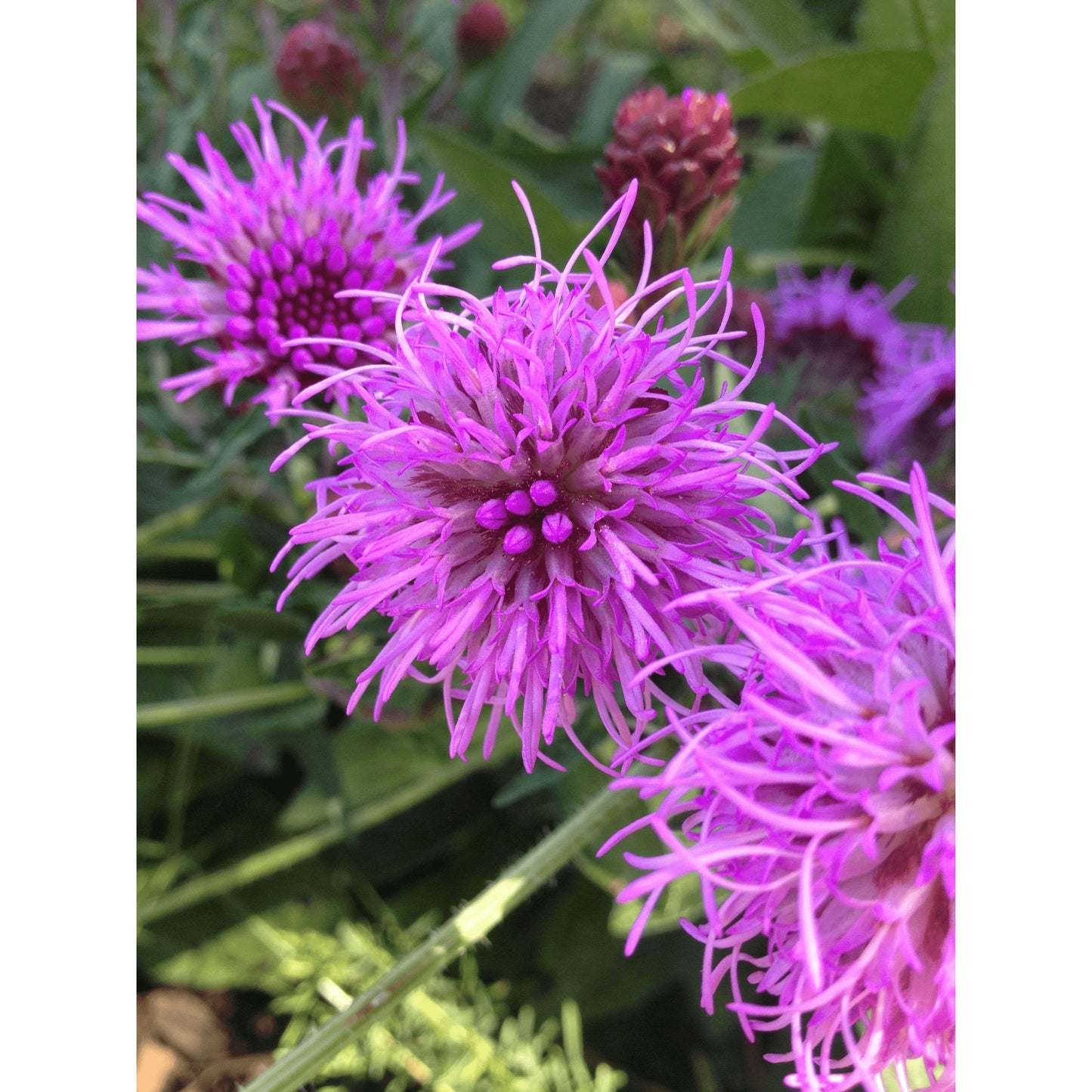 Mesic Short Prairie Native Seed Mix  Natural Communities LLC