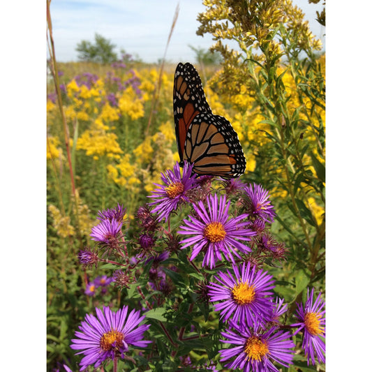 Mesic Tallgrass Prairie Native Seed Mix – 40 species wildflowers and grasses perfect for attracting pollinators including Monarch Butterflies.