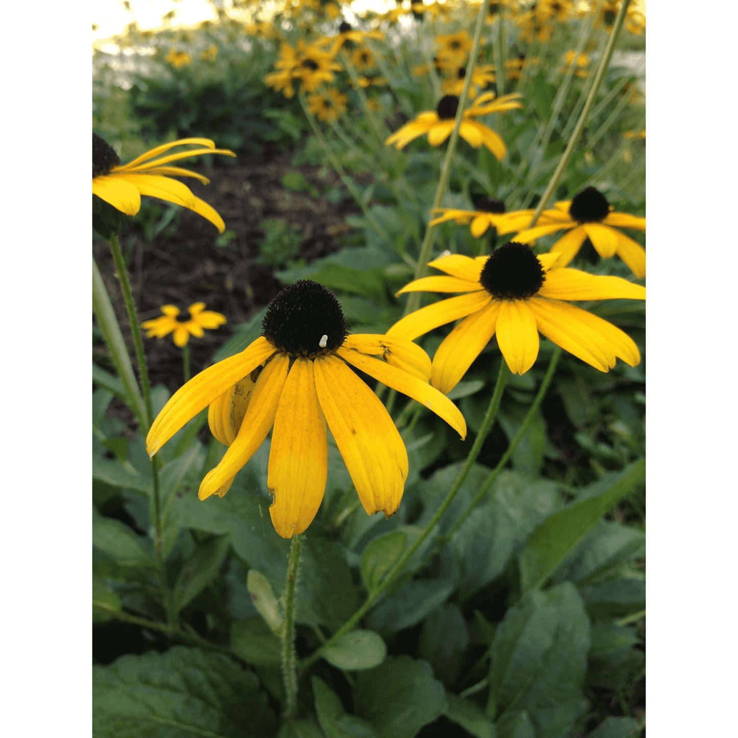 Mesic Short Prairie Native Seed Mix  Natural Communities LLC