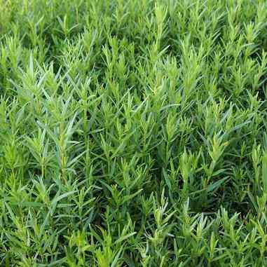 Galium boreale (Northern Bedstraw)  Natural Communities LLC