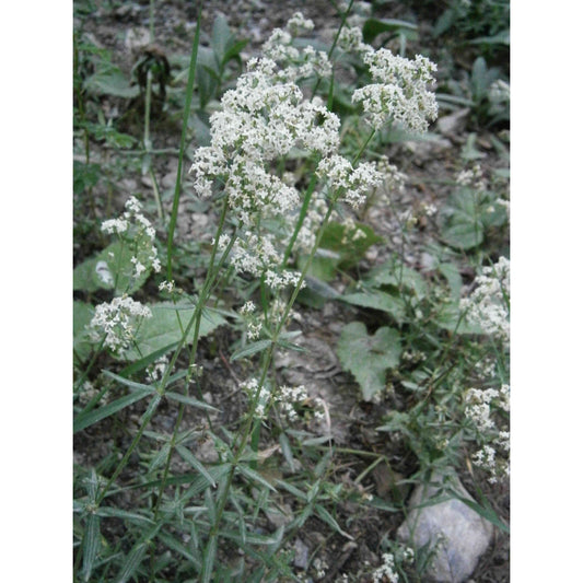 Galium boreale (Northern Bedstraw)  Natural Communities LLC