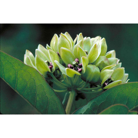 Asclepias viridis (Green antelopehorn Milkweed)  Natural Communities LLC