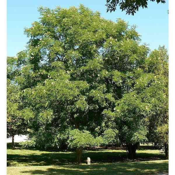 Gymnocladus dioicus (Kentucky Coffee) Natural Communities LLC