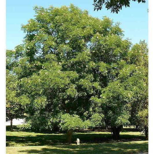 Gymnocladus dioicus (Kentucky Coffee)  Natural Communities LLC