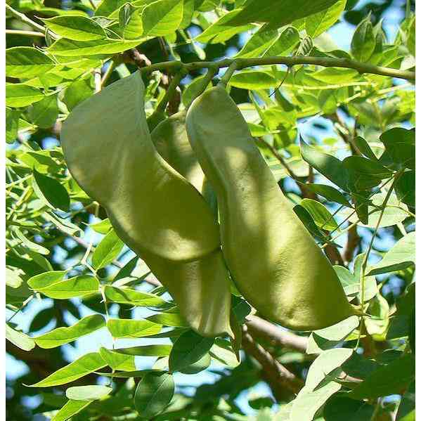 Gymnocladus dioicus (Kentucky Coffee) Natural Communities LLC