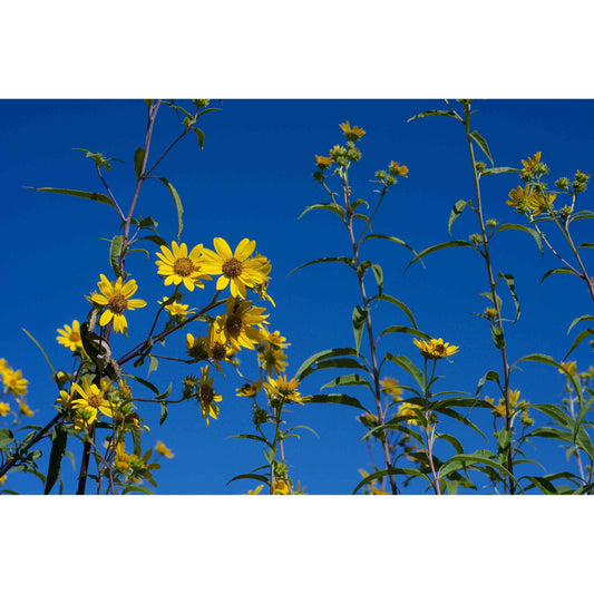 Helianthus grosseserratus (Saw-tooth Sunflower)