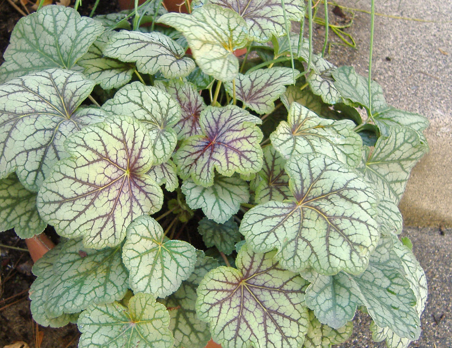 Heuchera americana (Green Spice Alumroot)