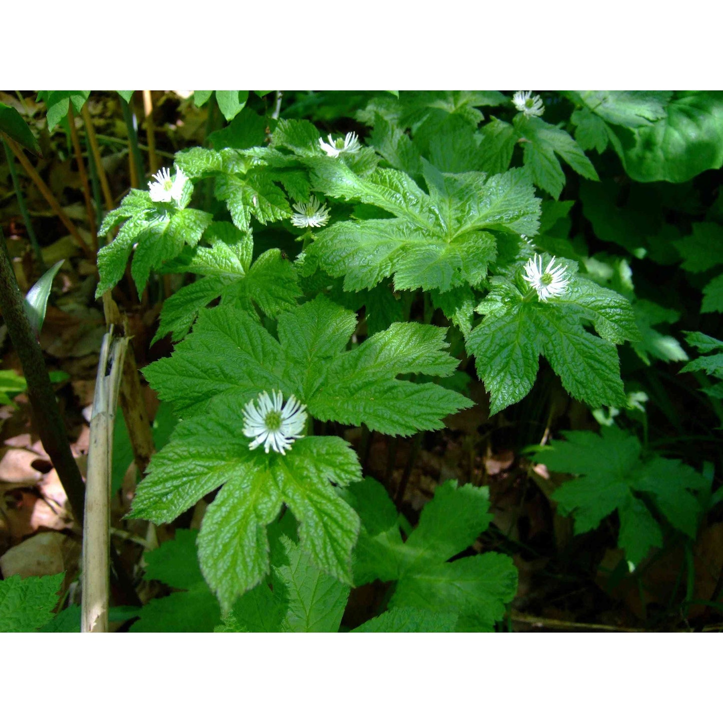 Hydrastis canadensis (Goldenseal) Natural Communities LLC