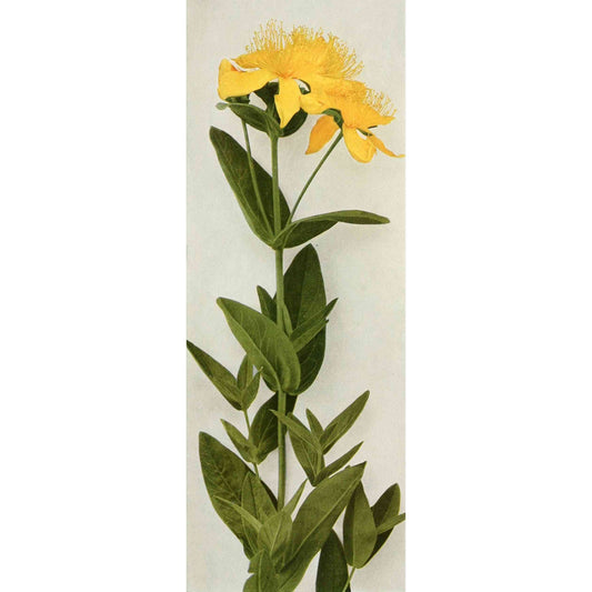 Hypericum pyramidatum (Great St. John's Wort)