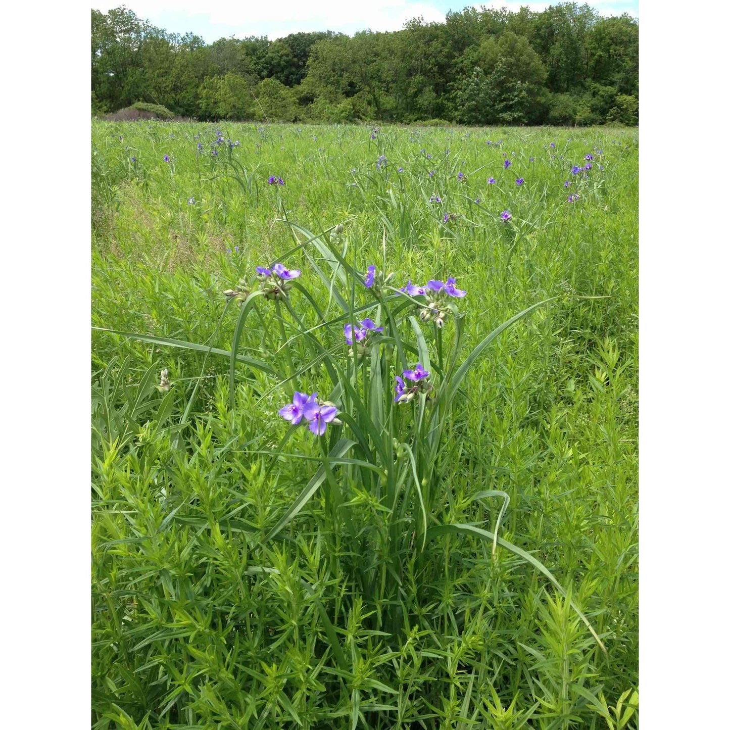 Mesic Short Prairie Native Seed Mix  Natural Communities LLC