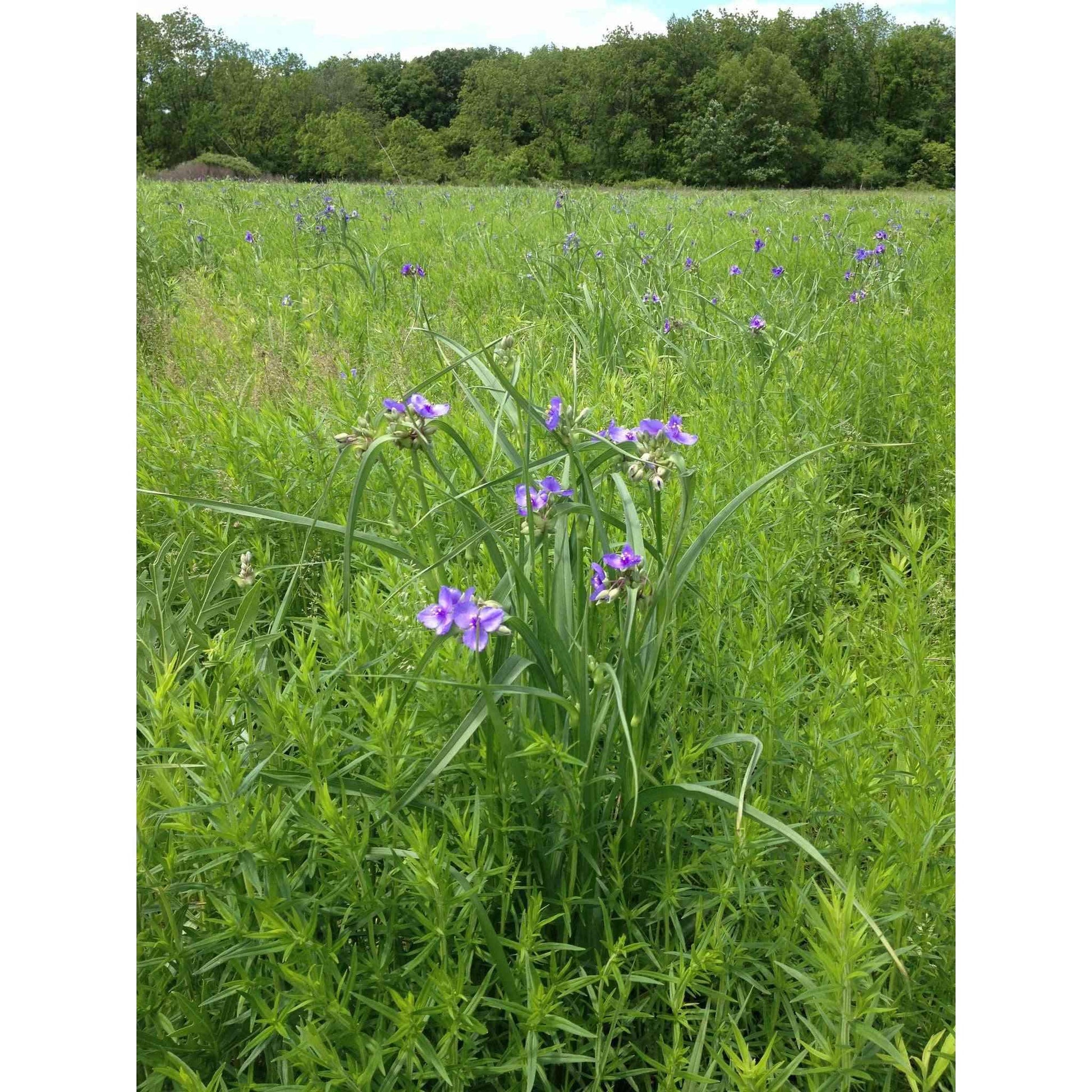Mesic Short Prairie Native Seed Mix  Natural Communities LLC