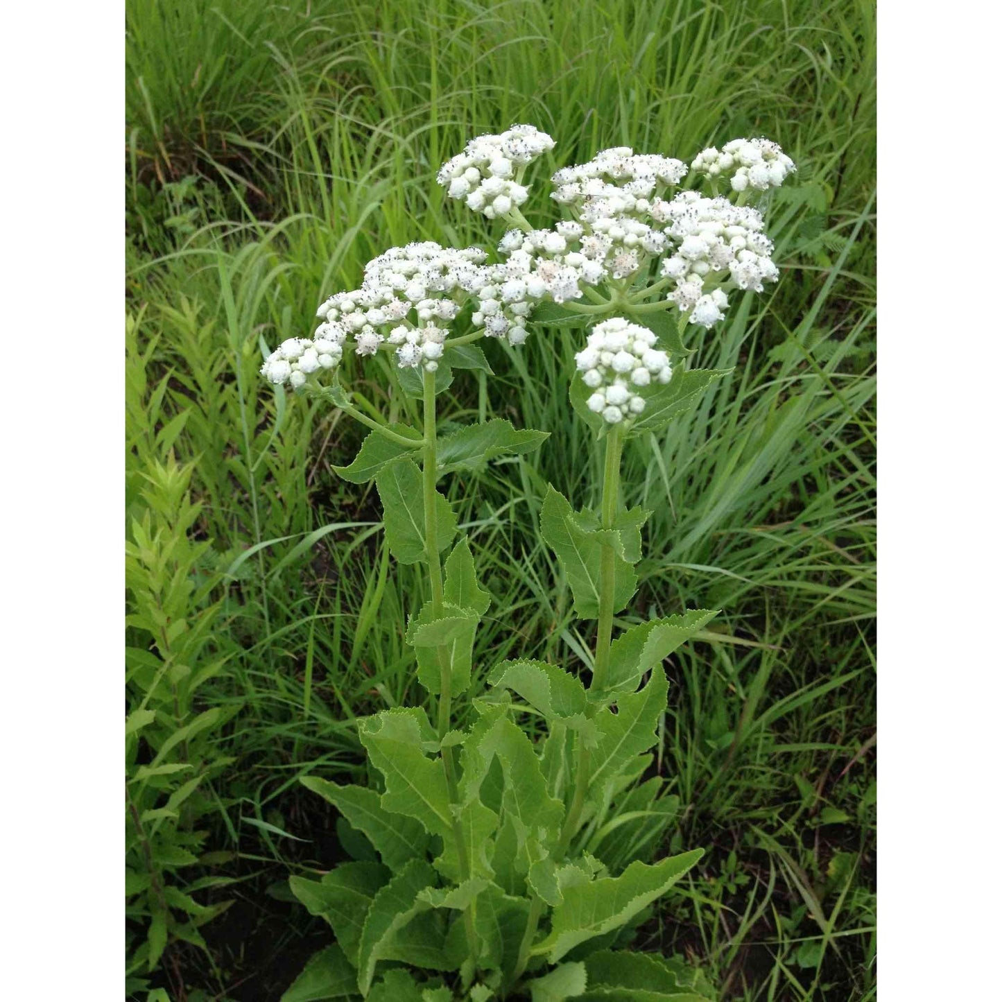 Mesic Short Prairie Native Seed Mix  Natural Communities LLC