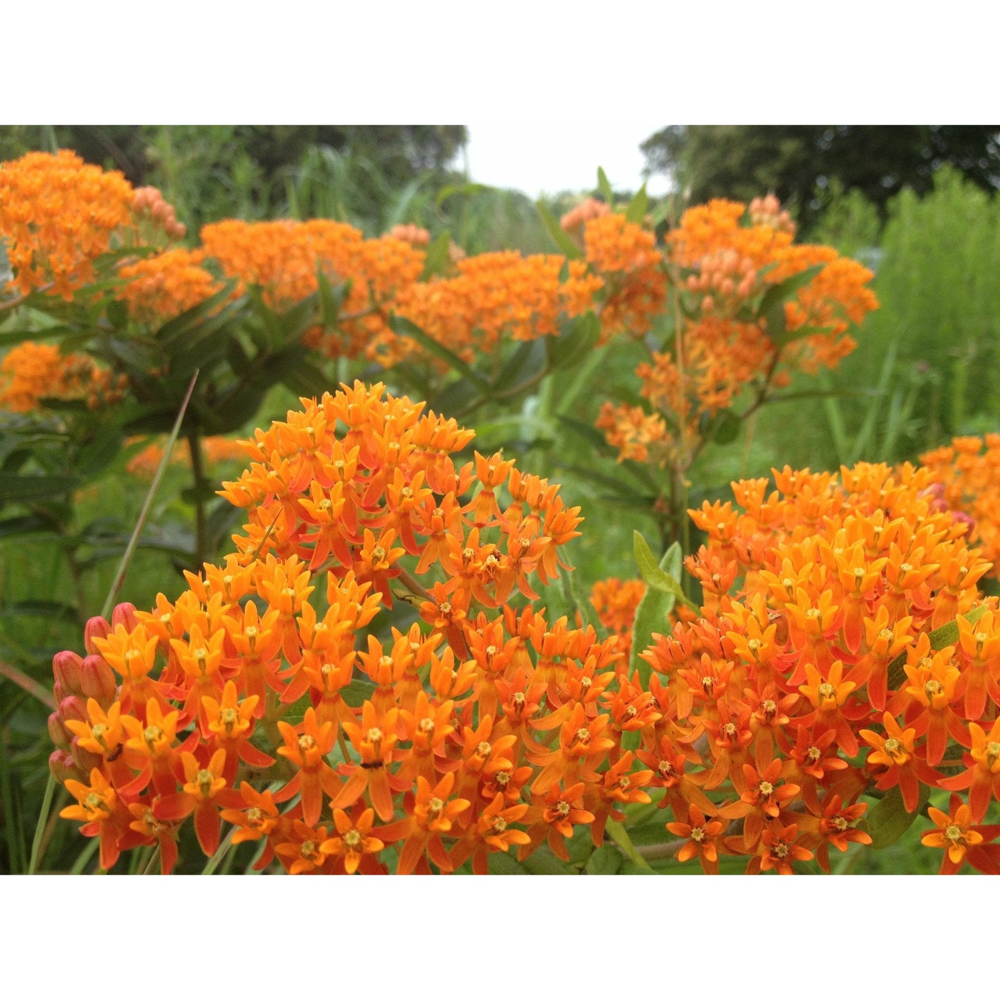 Pollinator Flowers Enhancement Seed Mix – 26 Native Wildflower Species