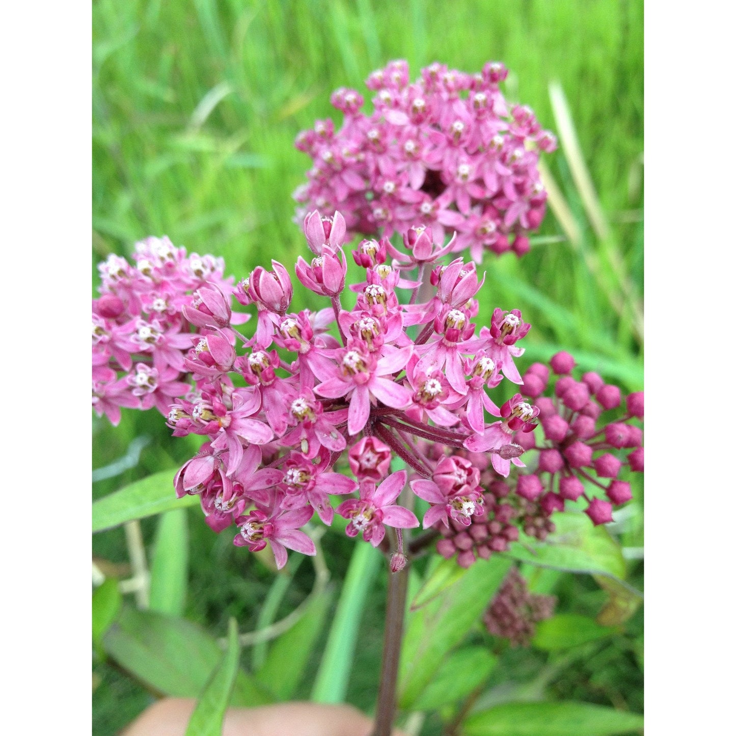 Rain Garden Wet Prairie Native Seed Mix – 39 Species for Pollinators