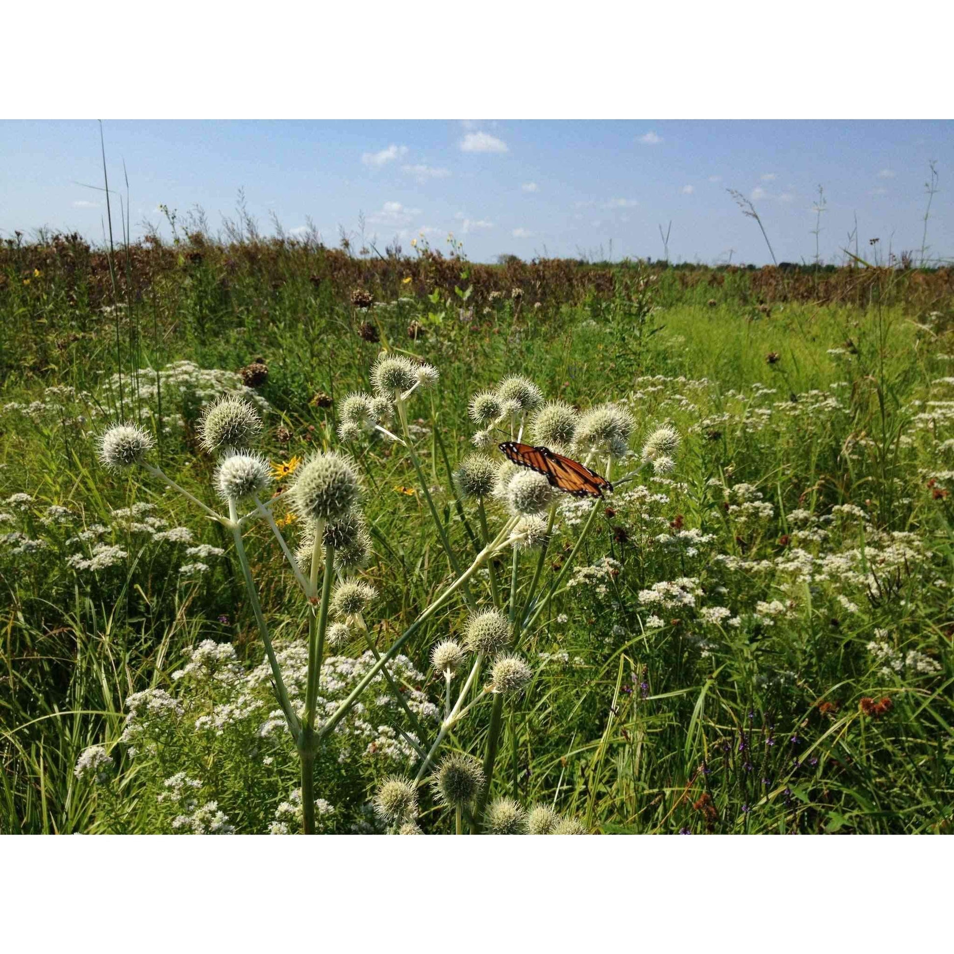 Mesic Short Prairie Native Seed Mix  Natural Communities LLC
