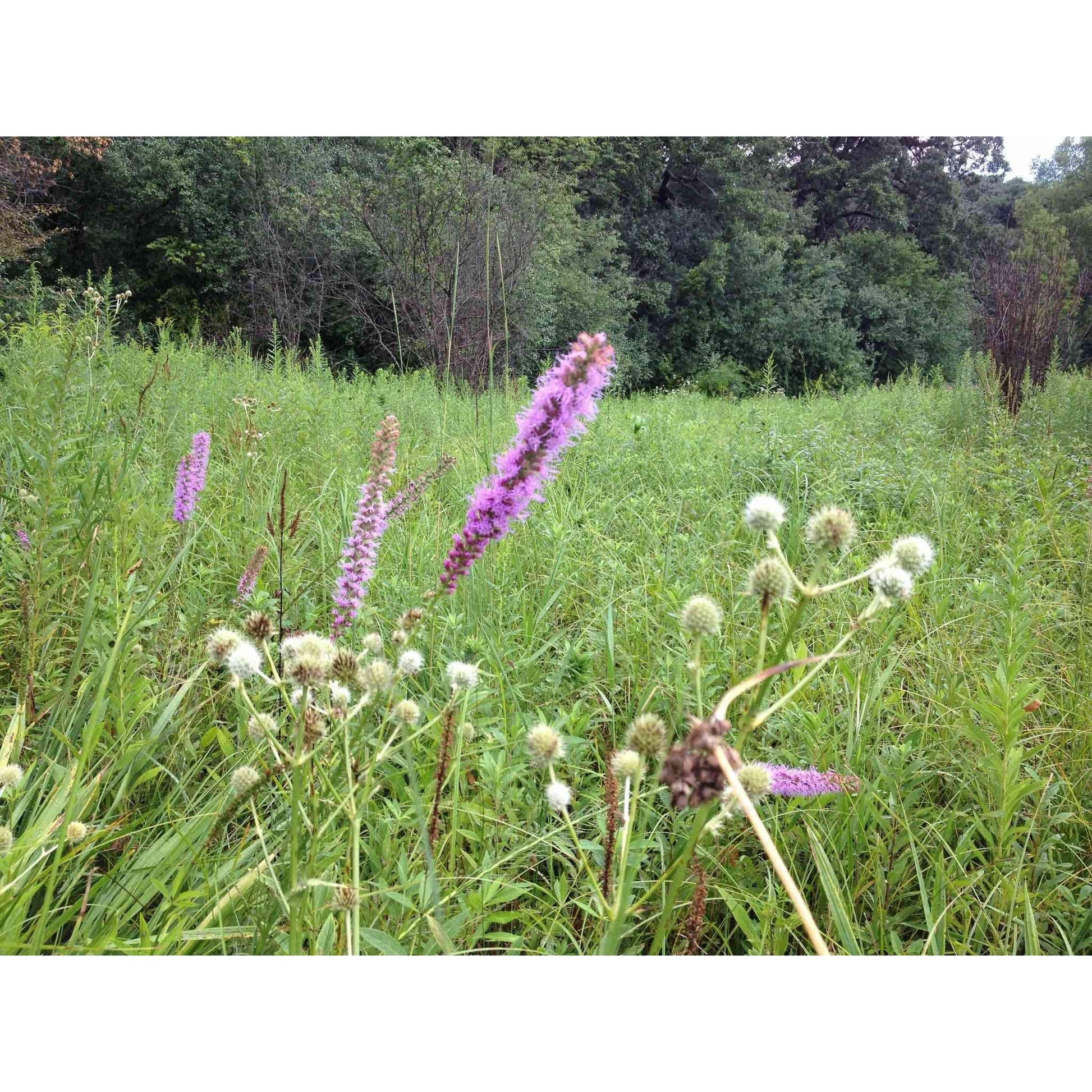 Mesic Short Prairie Native Seed Mix  Natural Communities LLC