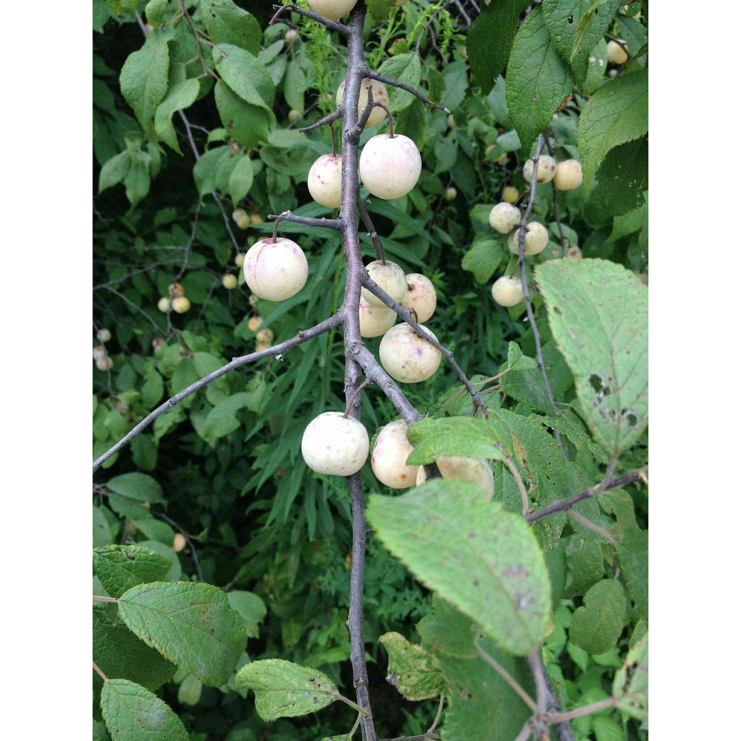 Prunus americana (American Plum) Natural Communities LLC