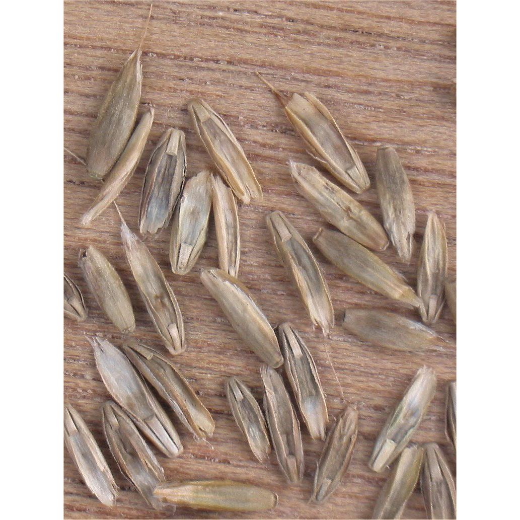 Cover Crop - Lolium italicum (Annual Rye)