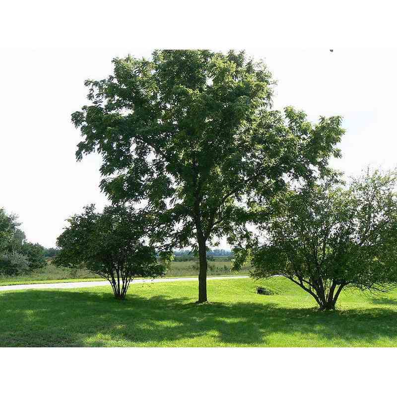 Juglans nigra (Black Walnut) Natural Communities LLC