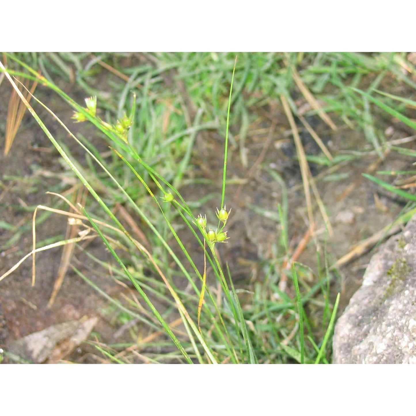 Juncus interior (Inland Rush) Natural Communities LLC