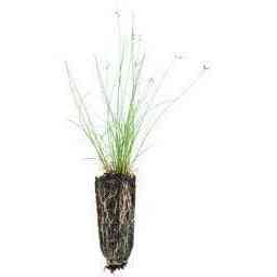 Juncus interior (Inland Rush) Natural Communities LLC