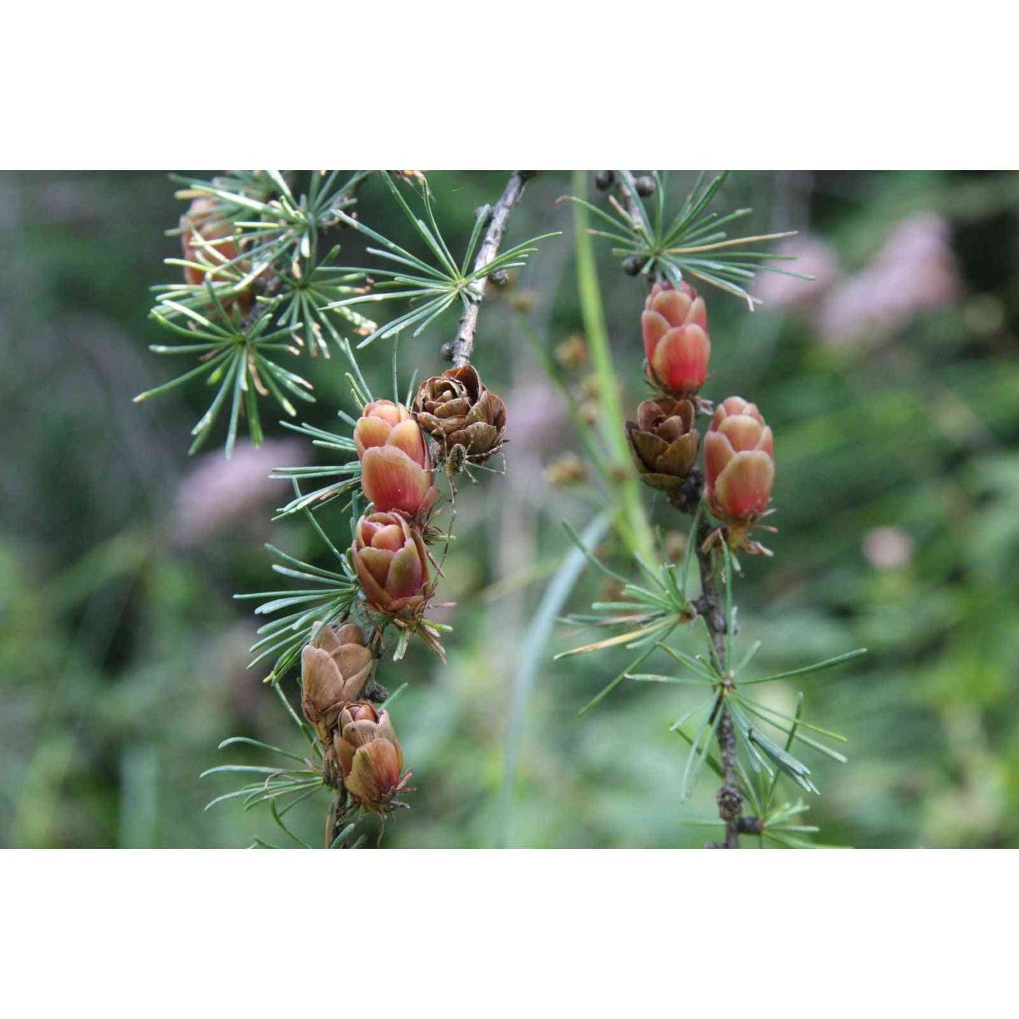 Larix laricina (Tamarack, American Larch) Natural Communities LLC