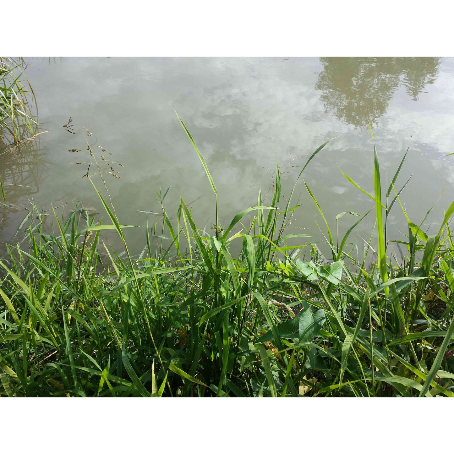 Leersia oryzoides (Rice Cut Grass) Natural Communities LLC