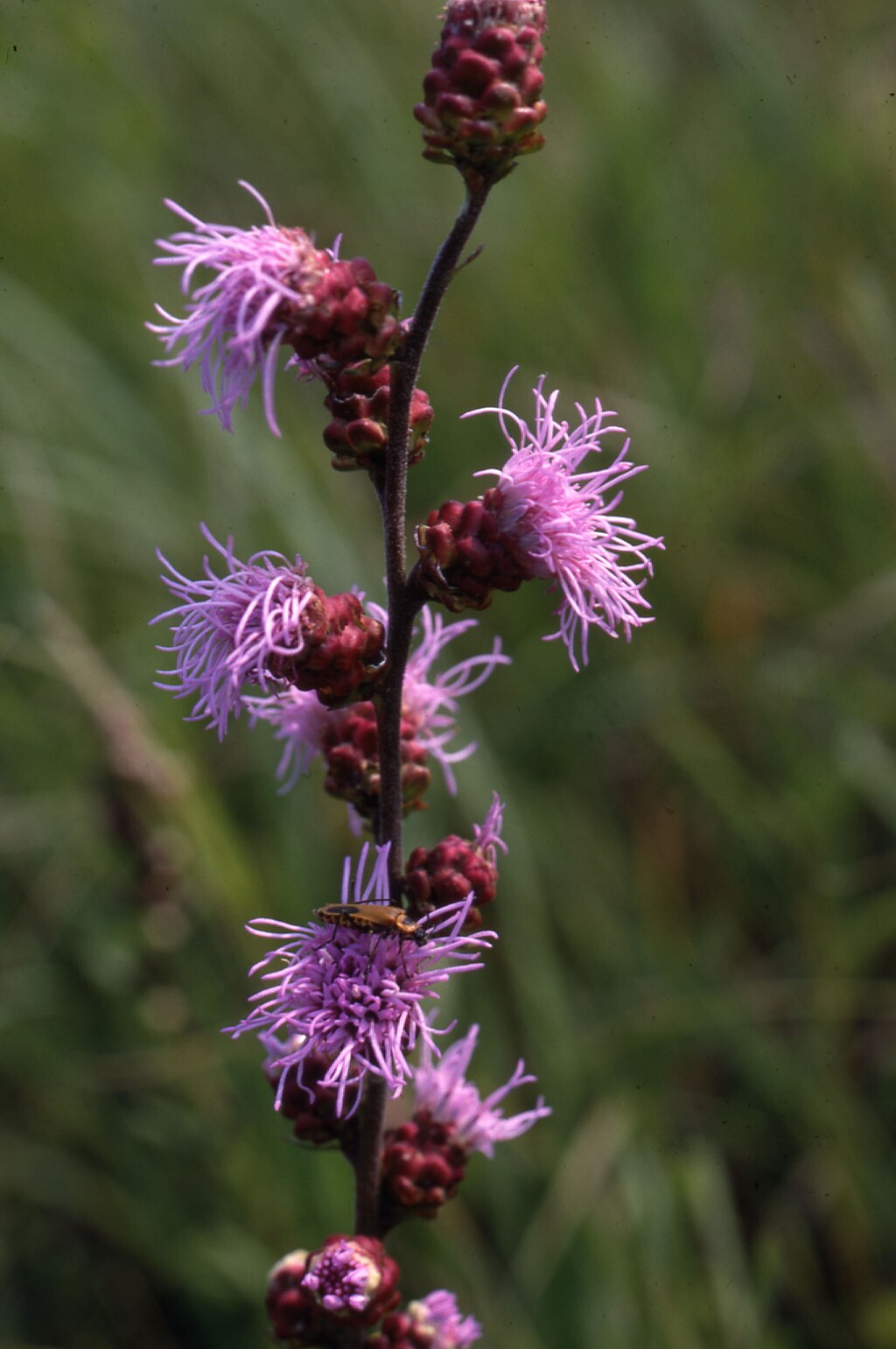 A beautiful image of Meadow Blazingstar (Liatris ligulistylis), a native perennial with vibrant purple flower spikes, widely recognized as a top nectar plant that is highly attractive to monarch butterflies.