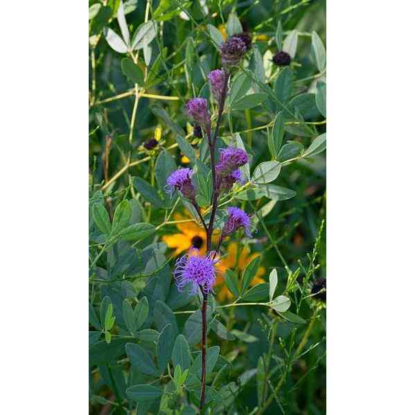 Liatris ligulistylis (Meadow Blazing Star) Natural Communities LLC