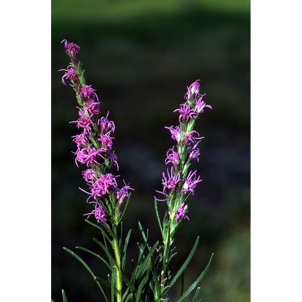 Liatris punctata (Dotted Blazing Star)