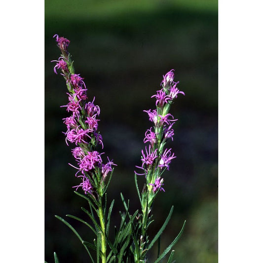 Liatris punctata (Dotted Blazing Star)