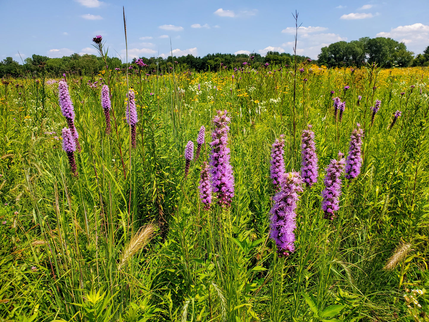 A beautiful image of Prairie Blazingstar (Liatris pycnostachya), a native perennial with a magnificent, dense spike of bright purple flowers that serves as a vital nectar source for monarch butterflies, bees, and other pollinators in late summer.