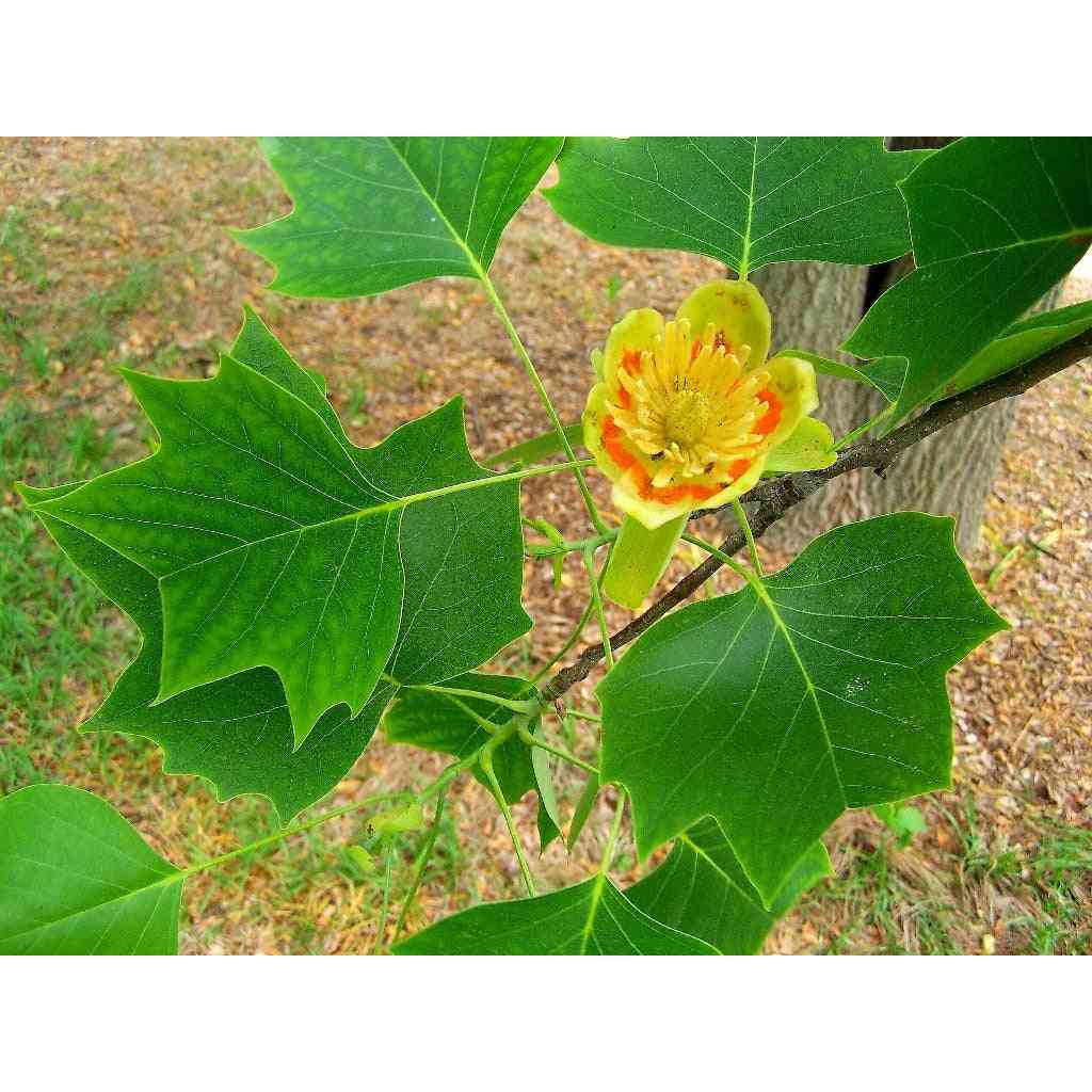 Liriodendron tulipifera (Tulip Tree) Natural Communities LLC